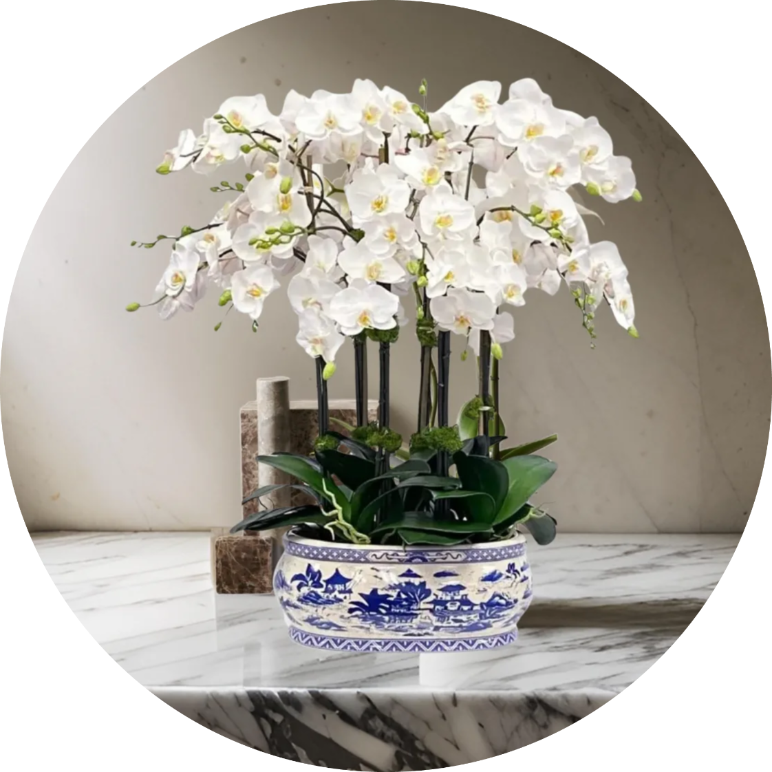 Orchids