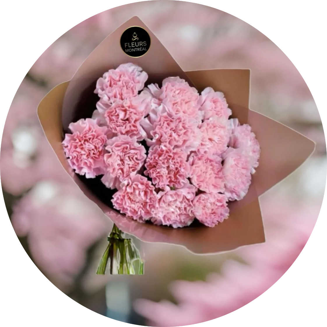 Carnations